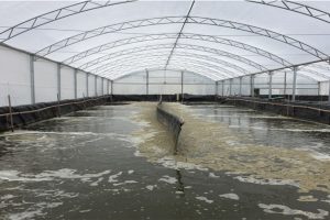 Hệ số hiệu chỉnh được đề xuất để cải thiện quy trình cho ăn của tôm xem xét nhiệt độ nước trong hệ thống sản xuất biofloc (BFT) sẽ tối đa hóa hiệu quả sản xuất tôm trong hệ thống BFT.