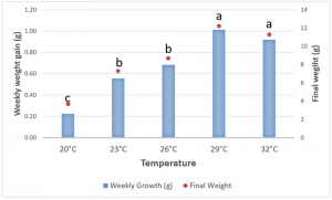 Hình 2: So sánh giữa tăng trưởng hàng tuần (gam) (trục Y, bên trái) và tăng trưởng cuối cùng (gam) (trục Y, bên phải) trong nhiệt độ thí nghiệm. Các chữ cái chỉ ra sự khác biệt đáng kể giữa các phương pháp điều trị.
