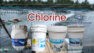 Thị trường có nhiều loại Chlorine khác nhau ( Mỹ, Ấn, Trung, loại 1,2,3...)