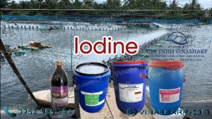 Iodine diệt khuẩn, xử lý nước