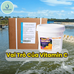 Vai Trò Của Vitamin C