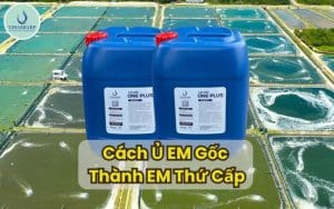 Cách Ủ EM Gốc