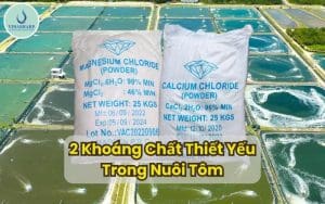 2 Khoáng Chất Thiết Yếu Trong Nuôi Tôm