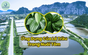 Lá Trầu Phòng Ngừa và Hỗ Trợ Điều Trị Bệnh Gan Cho Tôm Thẻ Chân Trắng