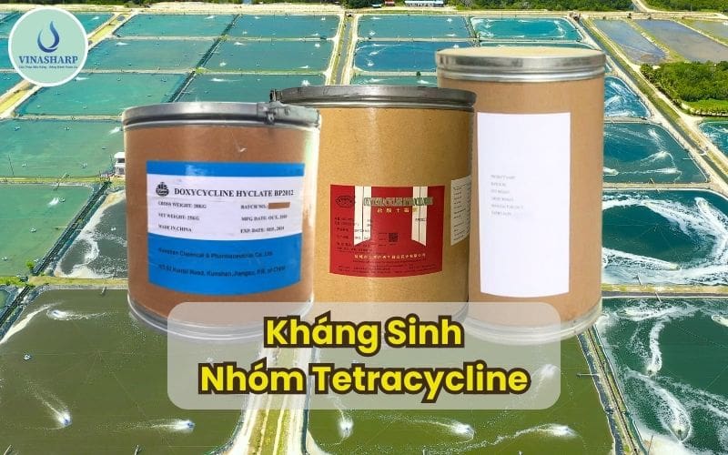 Kháng Sinh Nhóm Tetracycline