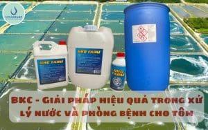 BKC - Giải pháp hiệu quả trong xử lý nước và phòng bệnh cho tôm
