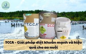 TCCA – Giải pháp diệt khuẩn mạnh và hiệu quả cho ao nuôi