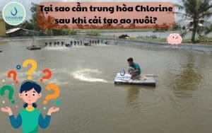 Tại sao cần trung hòa Chlorine sau khi cải tạo ao nuôi?