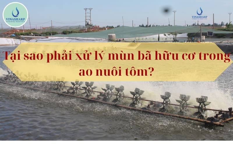 Tại sao phải xử lý mùn bã hữu cơ trong ao nuôi tôm?