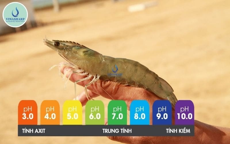 pH với tôm