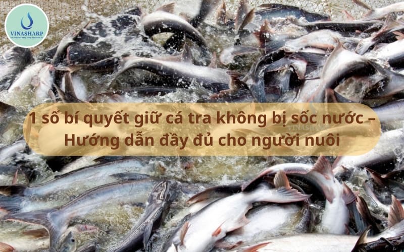 1 số giải pháp cho cá tra bị sốc nước