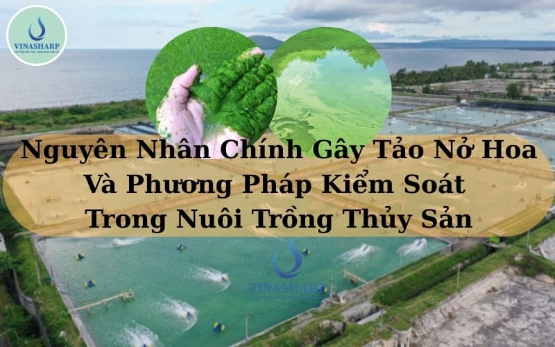5 Nguyên Nhân Chính Gây Tảo Nở Hoa Và 7 Phương Pháp Kiểm Soát Trong Nuôi Trồng Thủy Sản