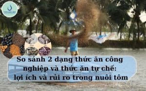 So sánh 2 dạng thức ăn tôm, thức ăn công nghiệp và thức ăn tự chế: lợi ích và rủi ro trong nuôi tôm