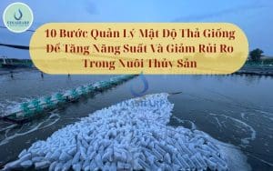10 Bước Quản Lý Mật Độ Thả Giống Để Tăng Năng Suất Và Giảm Rủi Ro Trong Nuôi Thủy Sản
