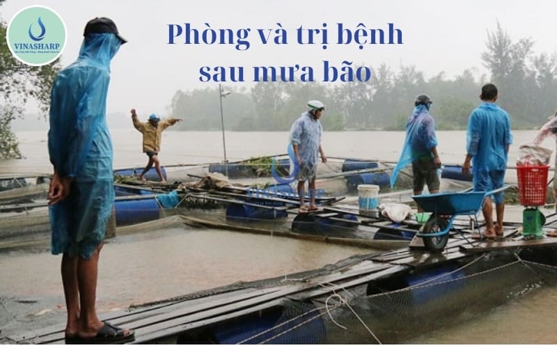 phòng và trị bệnh sau mưa bão