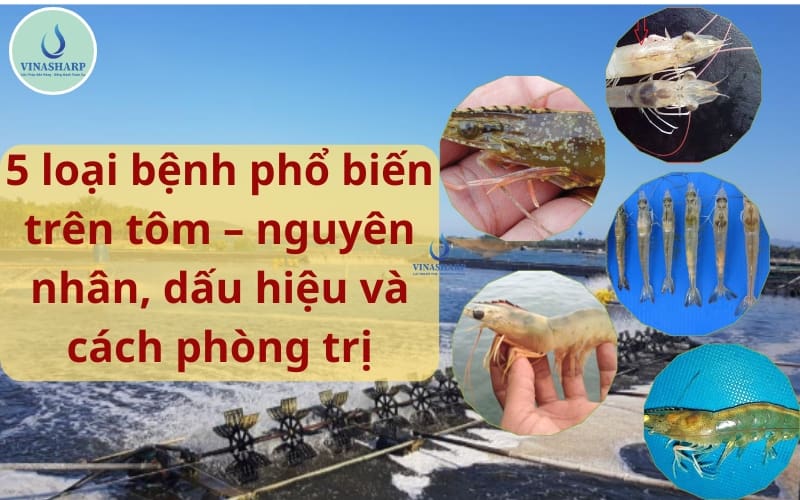 5 loại bệnh phổ biến trên tôm – nguyên nhân, dấu hiệu và cách phòng trị