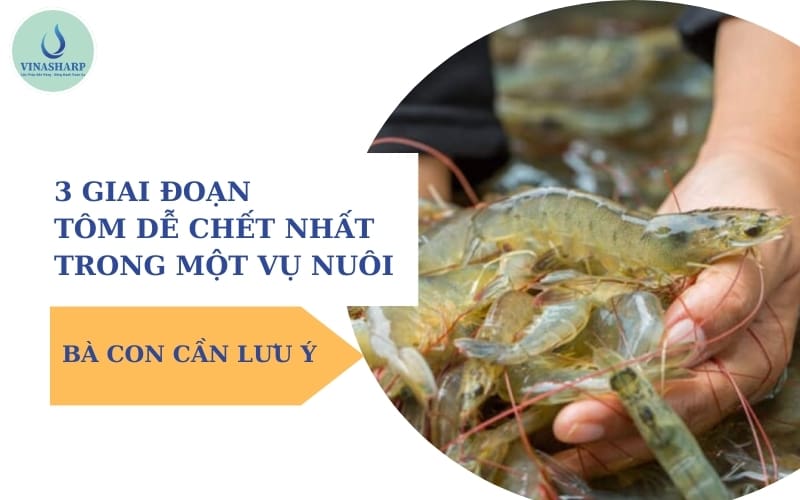 3 giai đoạn tôm dễ chết nhất