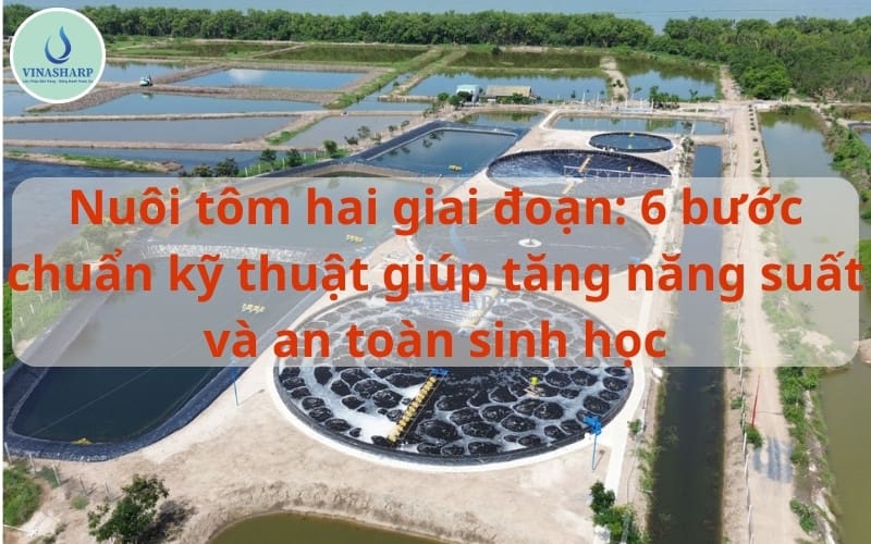 Nuôi tôm hai giai đoạn: 6 bước chuẩn kỹ thuật giúp tăng năng suất và an toàn sinh học