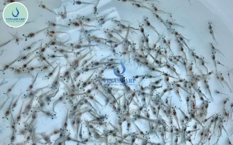 giai đoạn tôm giống