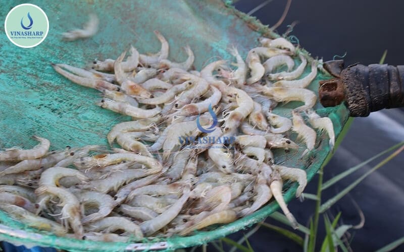tôm sắp thu thì chết