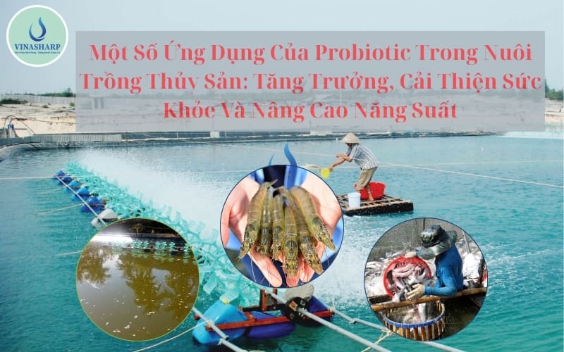 ứng dụng của Probiotic trong nuôi trồng thuỷ sản