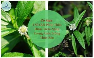 Cỏ Mực- 1 số giải pháp tiềm năng