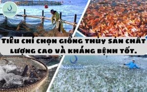 Tiêu chí chọn giống thủy sản chất lượng cao và kháng bệnh tốt.