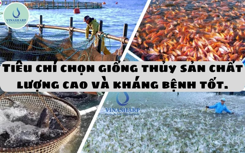 Tiêu chí chọn giống thủy sản chất lượng cao và kháng bệnh tốt.