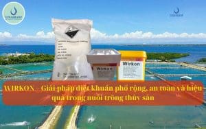 WIRKON – Giải pháp diệt khuẩn phổ rộng, an toàn và hiệu quả trong nuôi trồng thủy sản