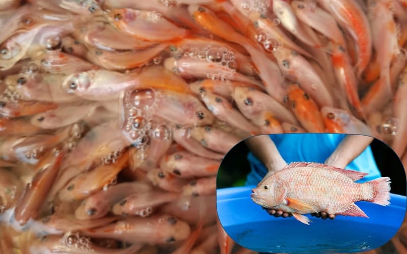 Giống cá diêu hồng