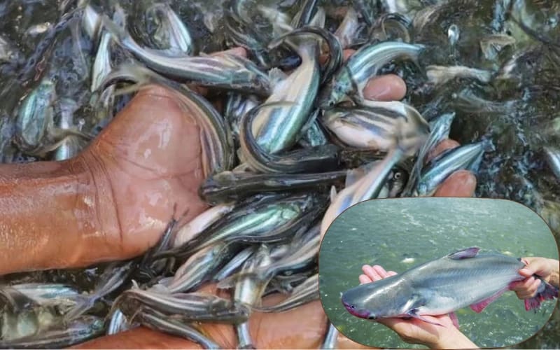 giống cá tra