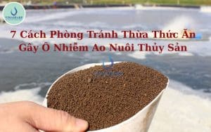 7 Cách Phòng Tránh Thừa Thức Ăn Gây Ô Nhiễm Ao Nuôi Thủy Sản
