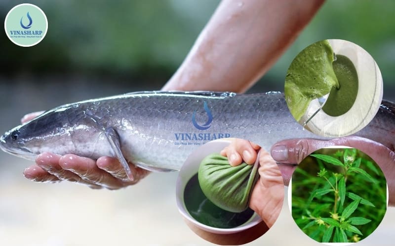 cỏ mực ứng dụng trên cá lóc 