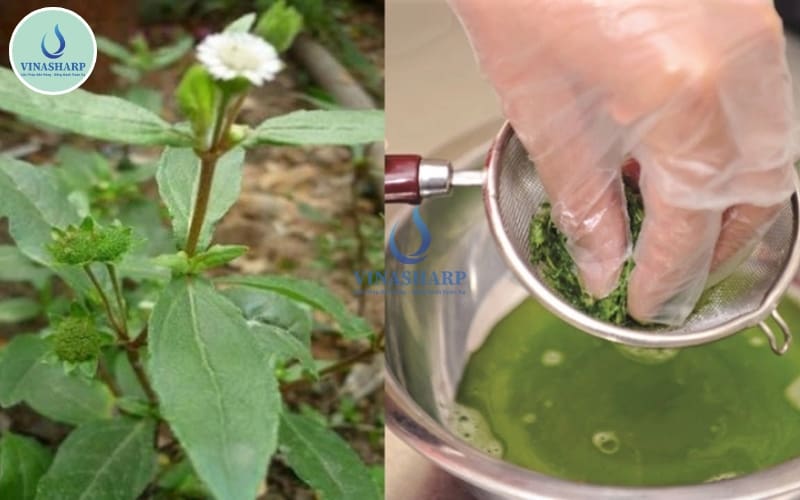 ứng dụng của cỏ mực 