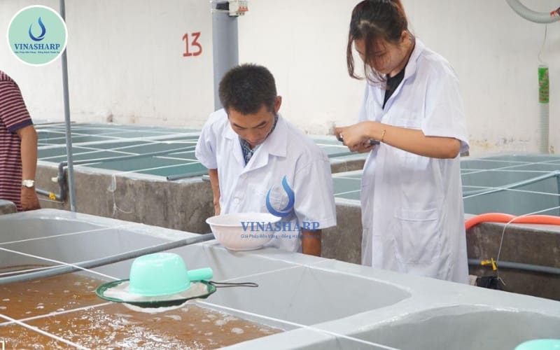 Cách kiểm tra giống trước khi mua