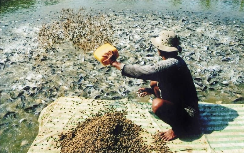 lời khuyên cho người nuôi
