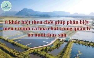 8 khác biệt then chốt giúp phân biệt men vi sinh và hóa chất trong quản lý ao nuôi thủy sản