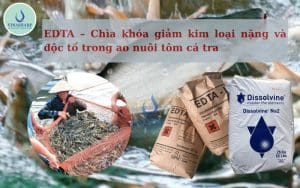 chìa khoá giảm kim loại nặng và độc tố trong ao nuôi tôm cá tra