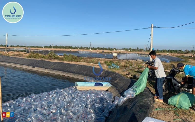 Tiêu chí chọn giống thuỷ sản