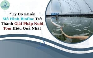 7 Lý Do Khiến Mô Hình Biofloc Trở Thành Giải Pháp Nuôi Tôm Hiệu Quả Nhất