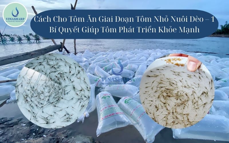 cho tôm ăn giai đoạn tôm nhỏ