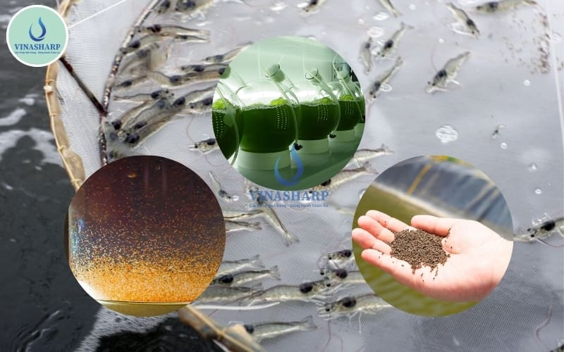 các loại thức ăn cho tôm 