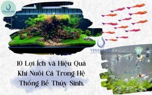 10 Lợi Ích và Hiệu Quả Khi Nuôi Cá Trong Hệ Thống Bể Thủy Sinh.