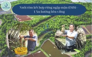 nuôi tôm kết hợp rừng ngập mặn (IMS)
