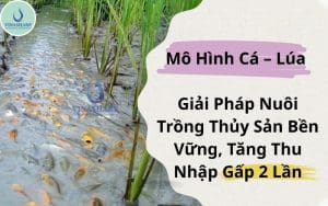 Mô Hình Cá – Lúa: Giải Pháp Nuôi Trồng Thủy Sản Bền Vững, Tăng Thu Nhập Gấp 2 Lần