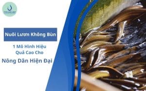 nuôi lươn không bùn