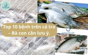 Top 10 bệnh trên cá tra – Bà con cần lưu ý.