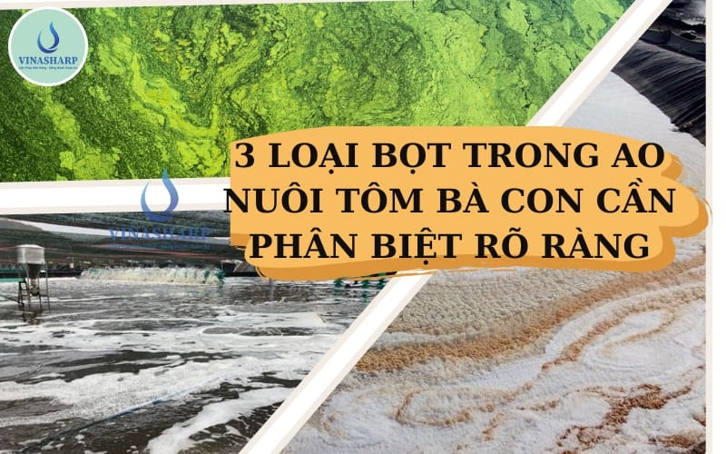 3 LOẠI BỌT TRONG AO NUÔI TÔM BÀ CON CẦN PHÂN BIỆT RÕ RÀNG