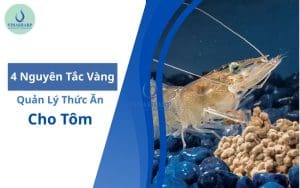 4 nguyên tắc vàng trong quản lý thức ăn tôm