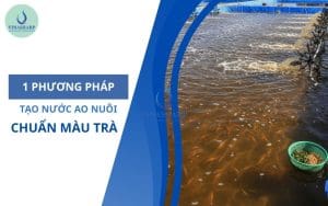 1 phương pháp tạo màu trà cho ao nuôi tôm